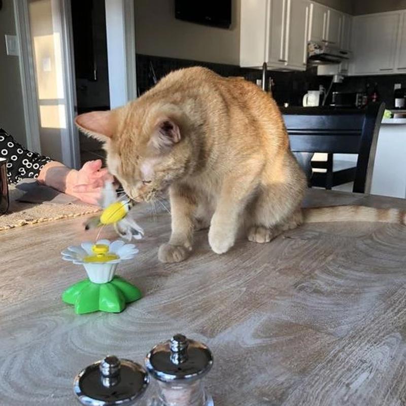 Flutter™ - Juguete interactivo para gatos