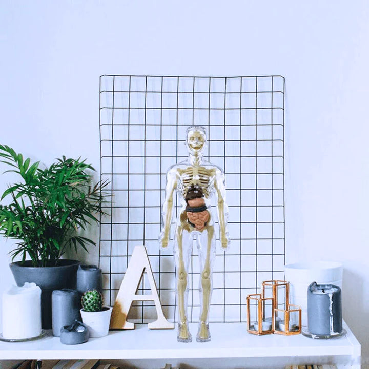 AnatoVision™ - Maqueta realista para estudiar el cuerpo humano