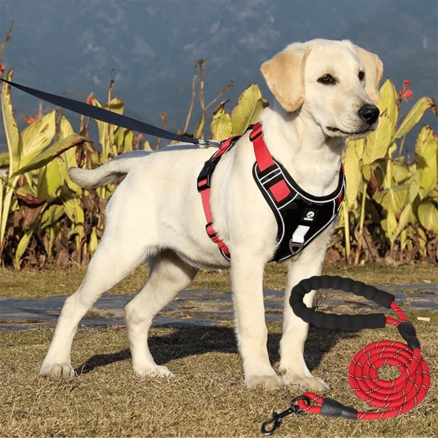 JollyWalk™ - Arnés anti tirones para perros