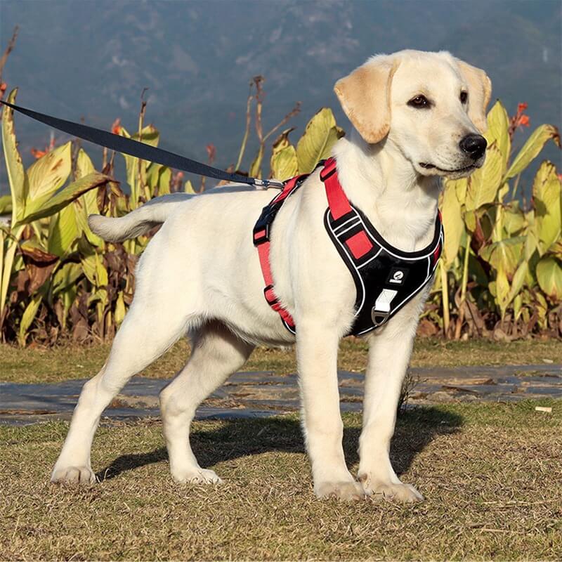 JollyWalk™ - Arnés anti tirones para perros